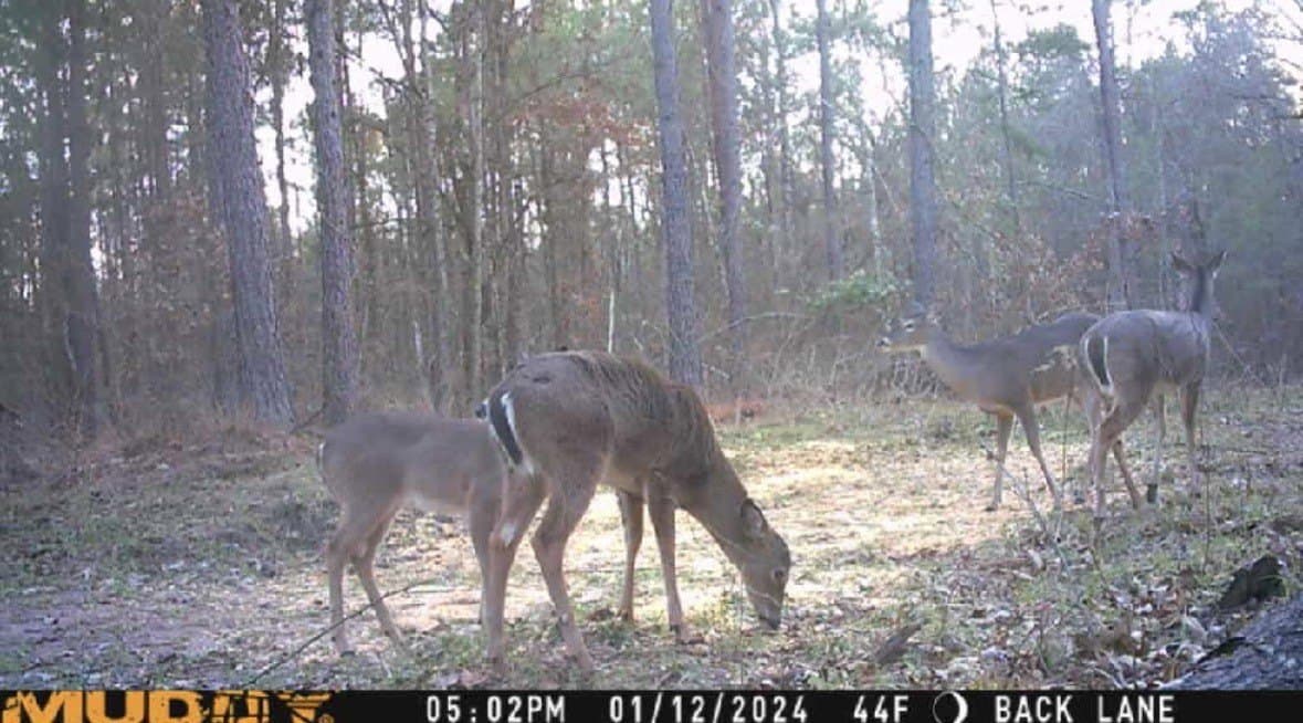 43 acres in Red River (TX) County - photo 24