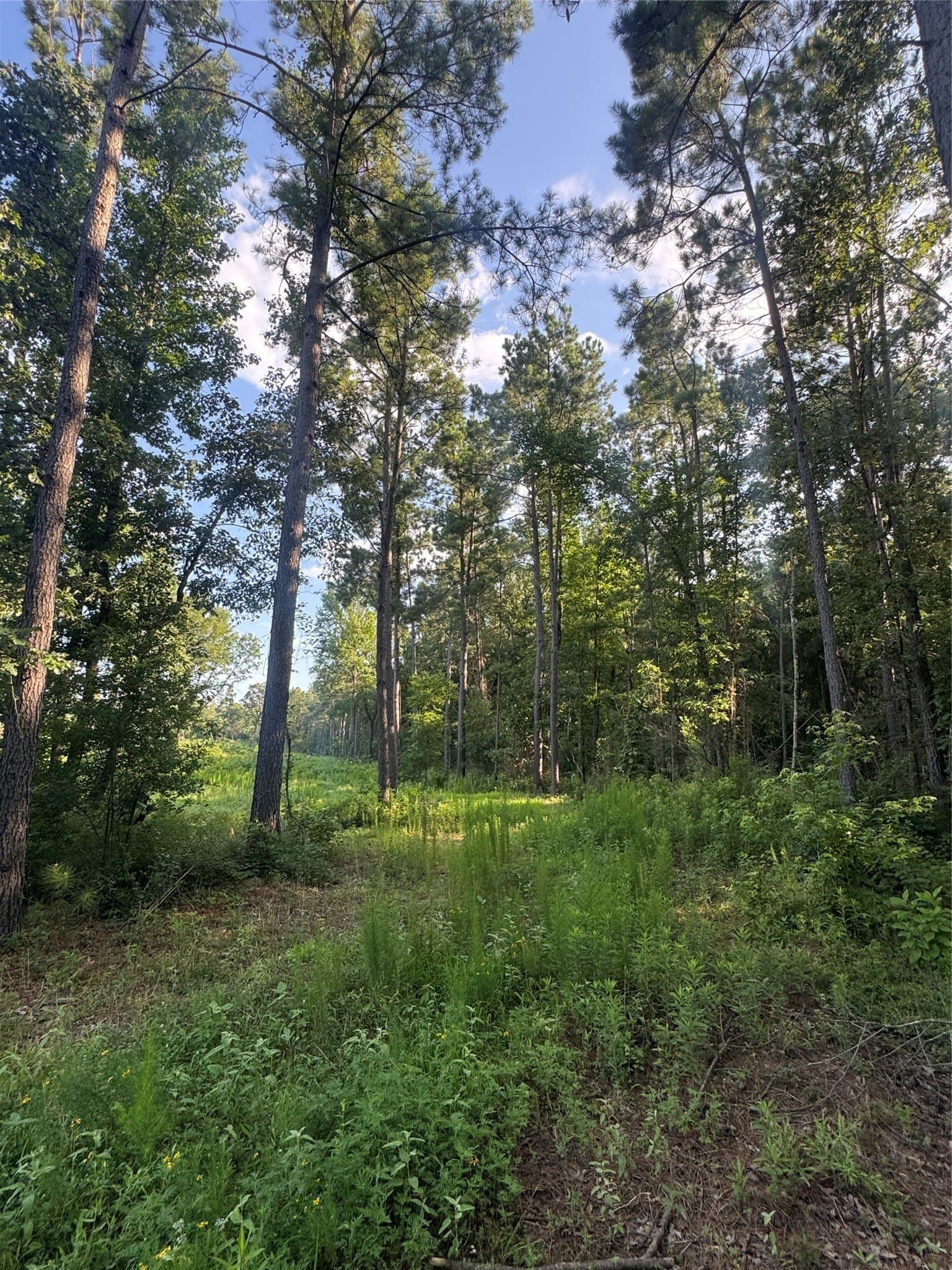 43 acres in Red River (TX) County - photo 14