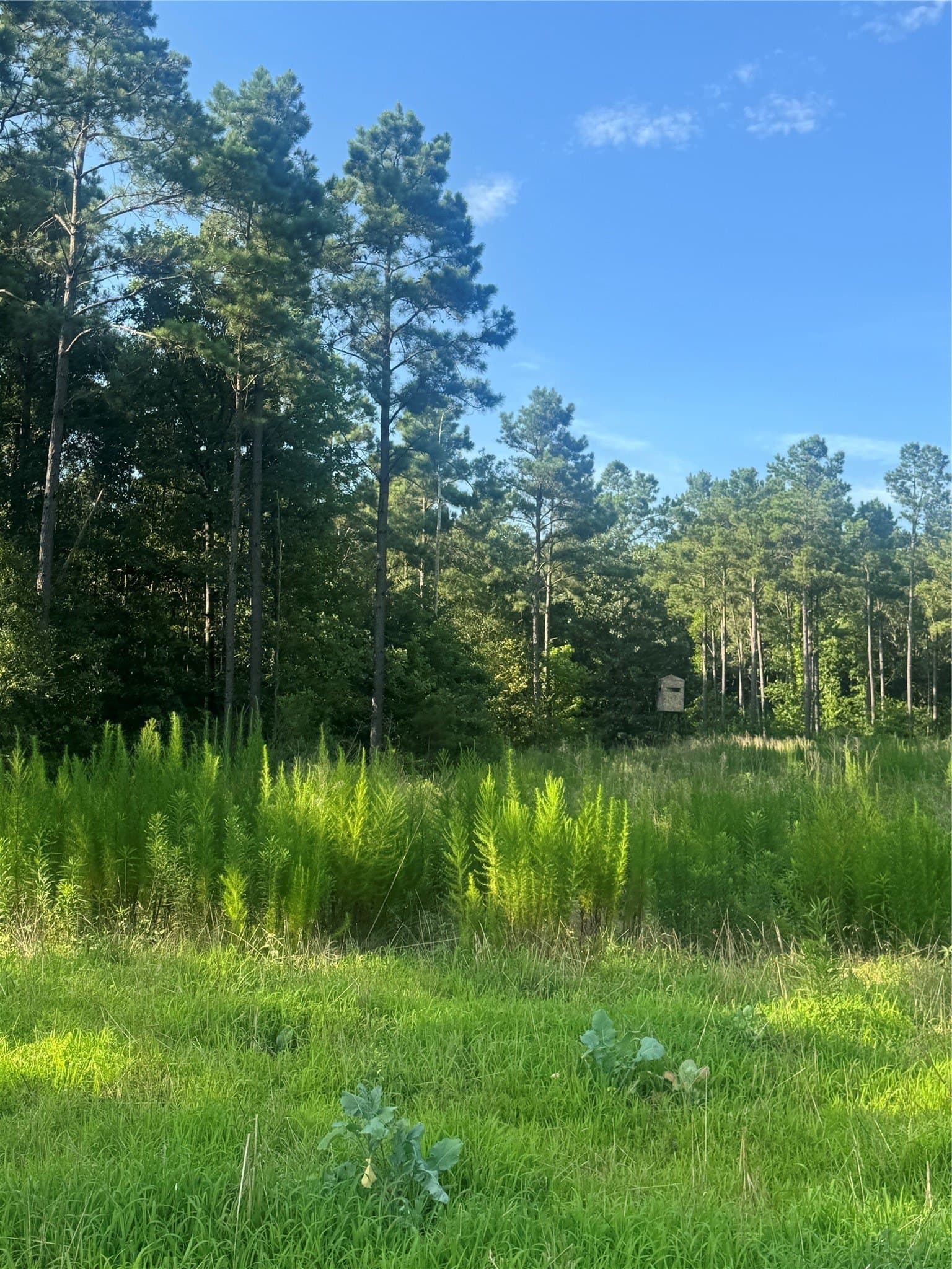 43 acres in Red River (TX) County - photo 15