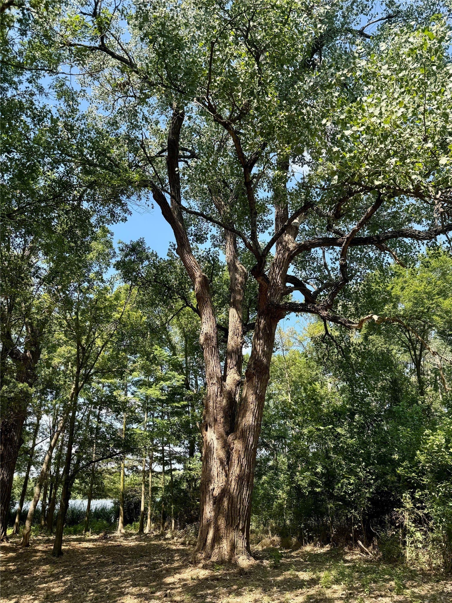 1.38 acres in Henderson County - photo 21