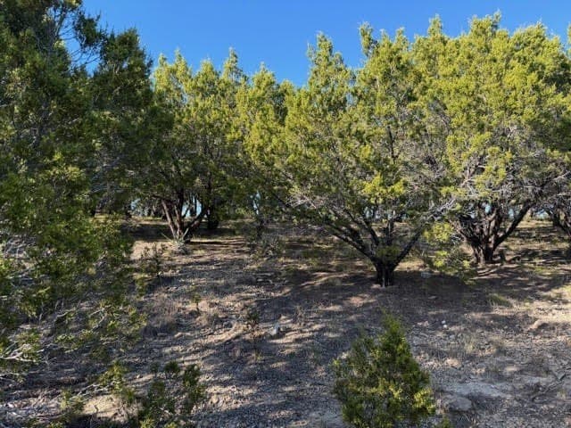 2.02 acres in Palo Pinto County - photo 2