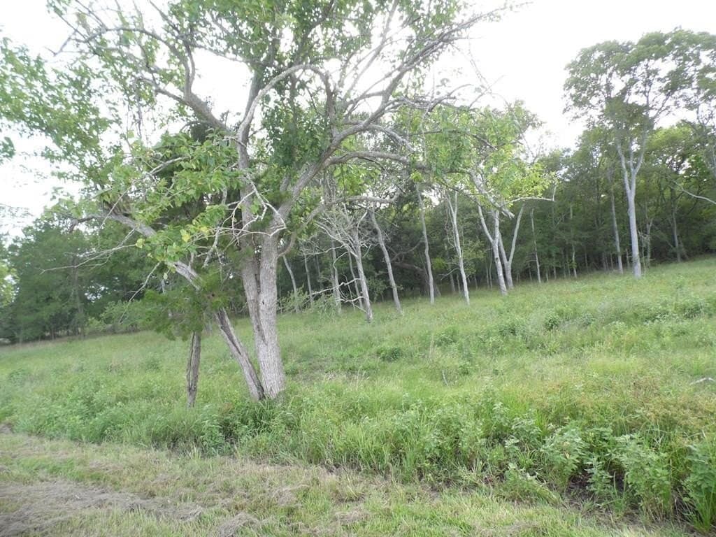 2.45 acres in Cedar Lane County - photo 3