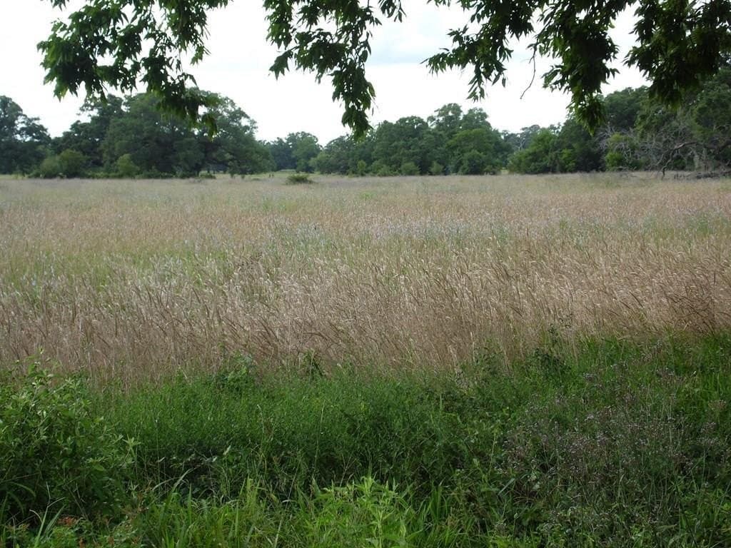 2.45 acres in Cedar Lane County - photo 4