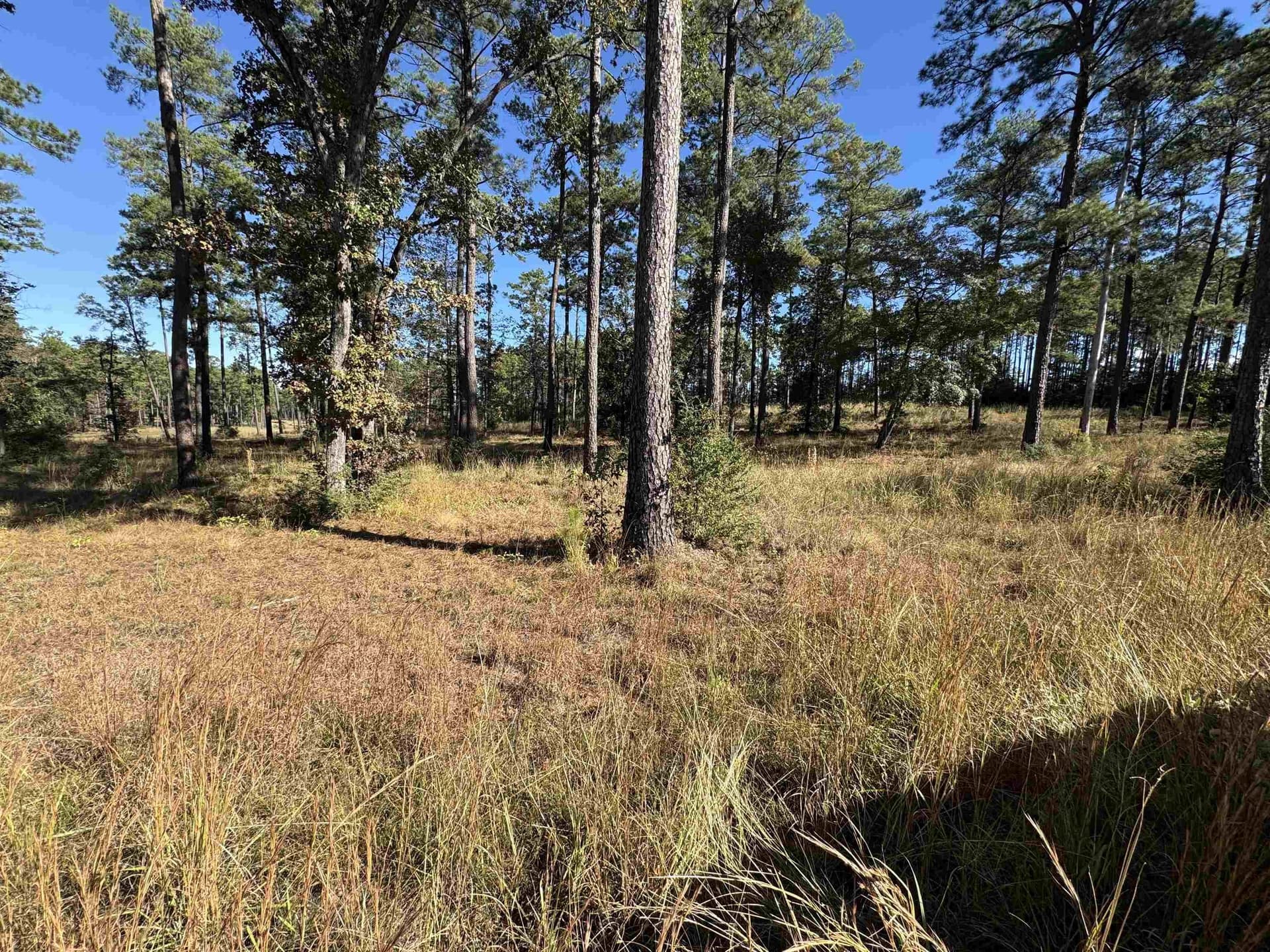 1.09 acres in Texas County gallery image 3