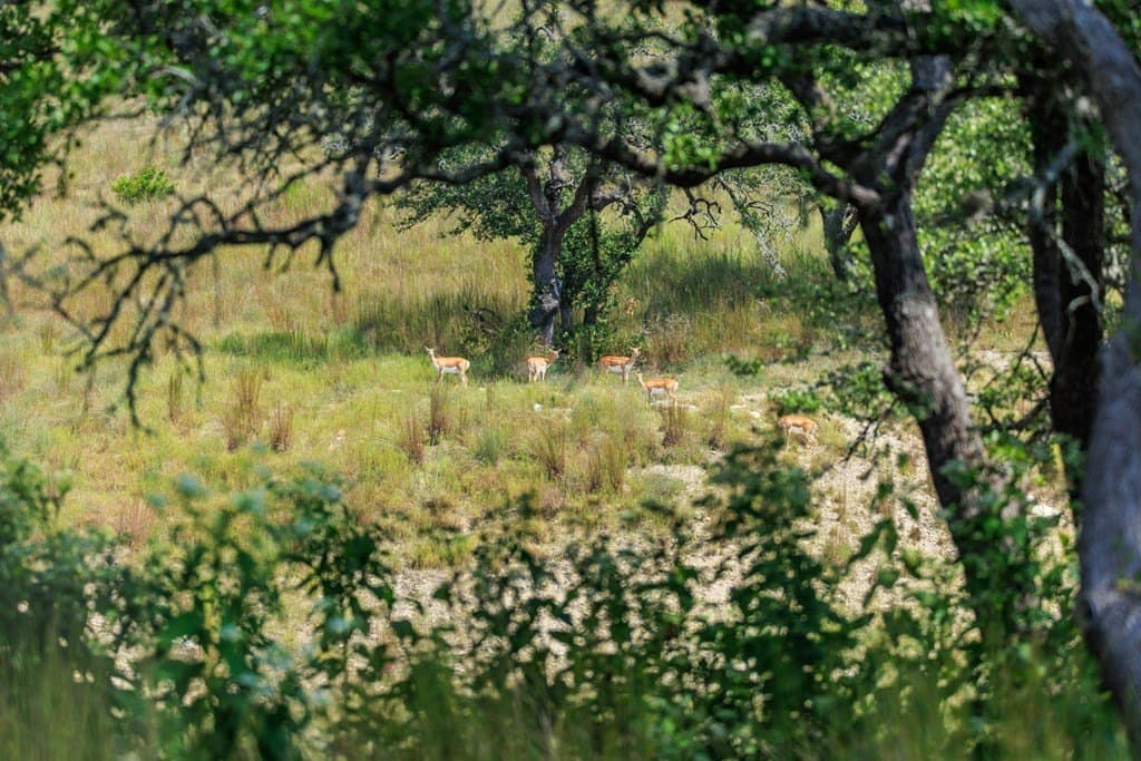 6.21 acres in Blanco County - photo 40