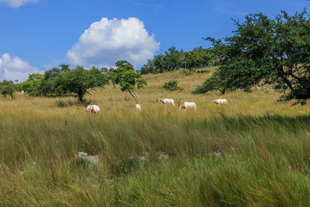 6.21 acres in Blanco County - photo 18