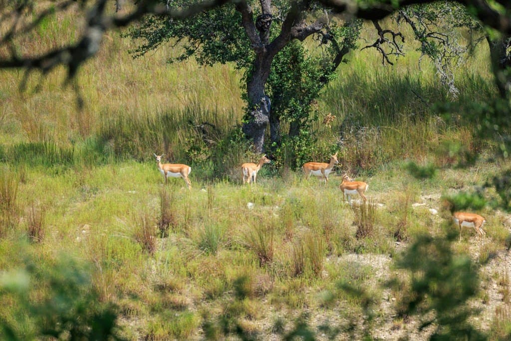 6.21 acres in Blanco County - photo 41