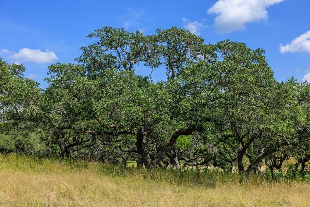 6.21 acres in Blanco County - photo 34