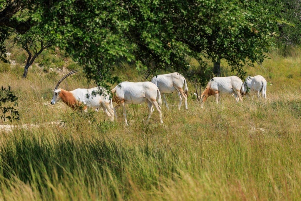 6.21 acres in Blanco County - photo 25