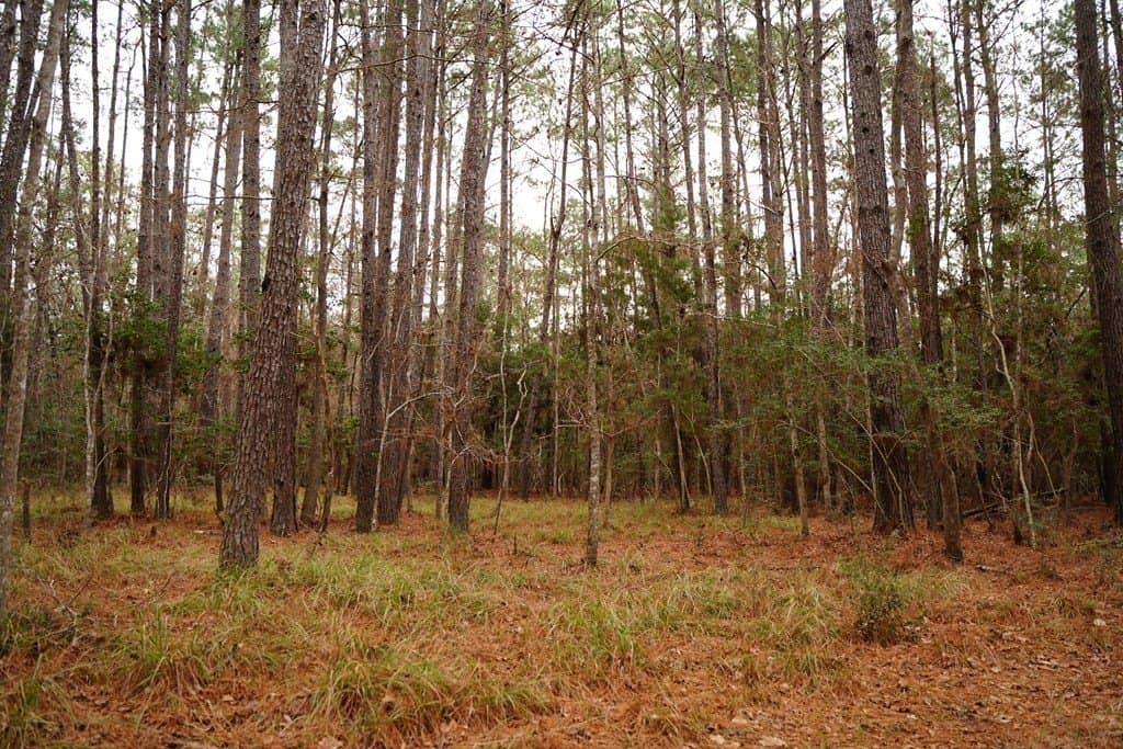 89 acres in Texas County featured view