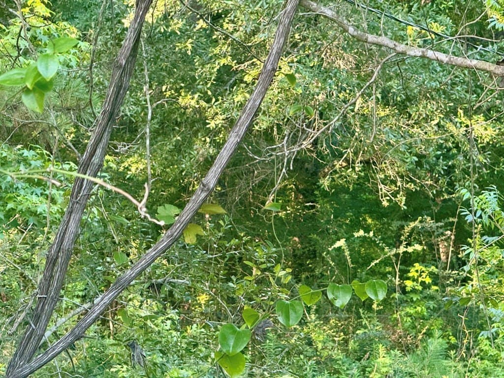 5.08 acres in Texas County - photo 14