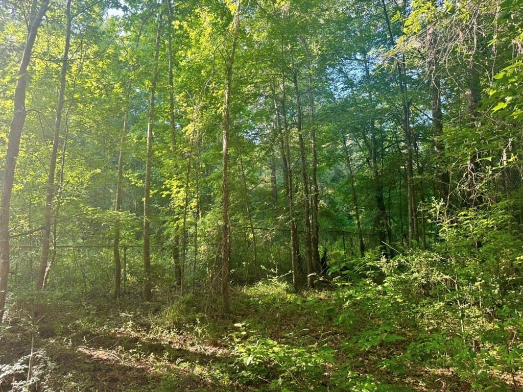 5.08 acres in Texas County - photo 6