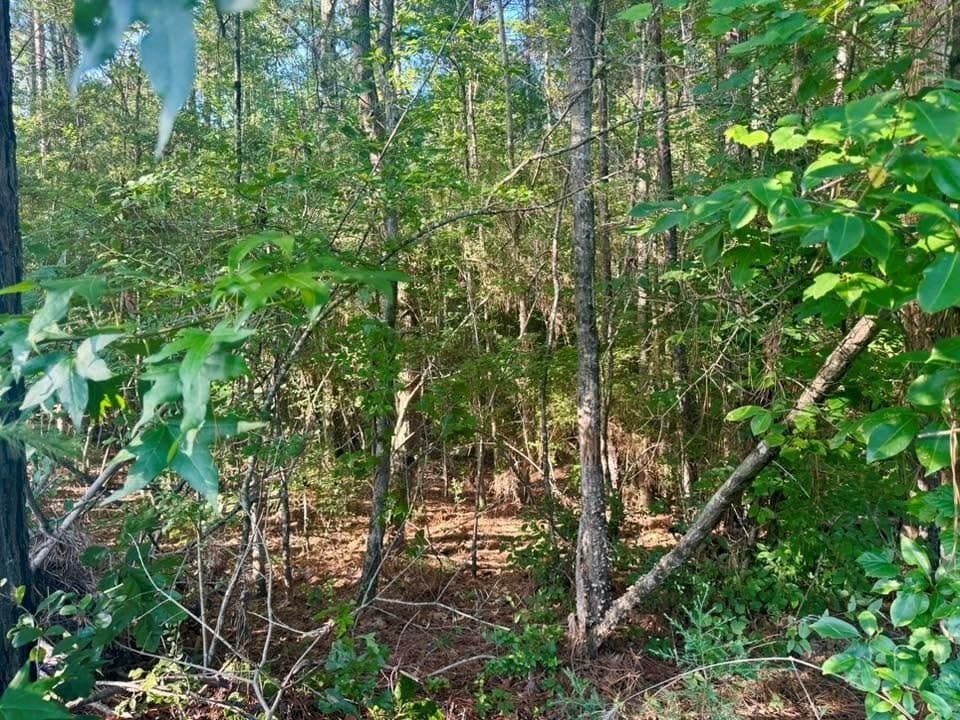 5.08 acres in Texas County gallery image 2