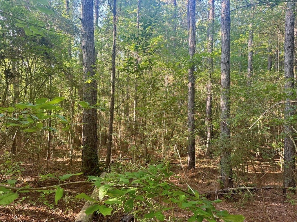 5.08 acres in Texas County gallery image 3
