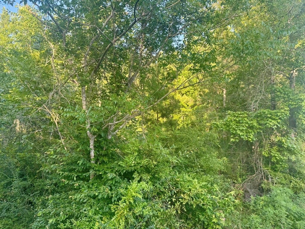5.08 acres in Texas County - photo 11