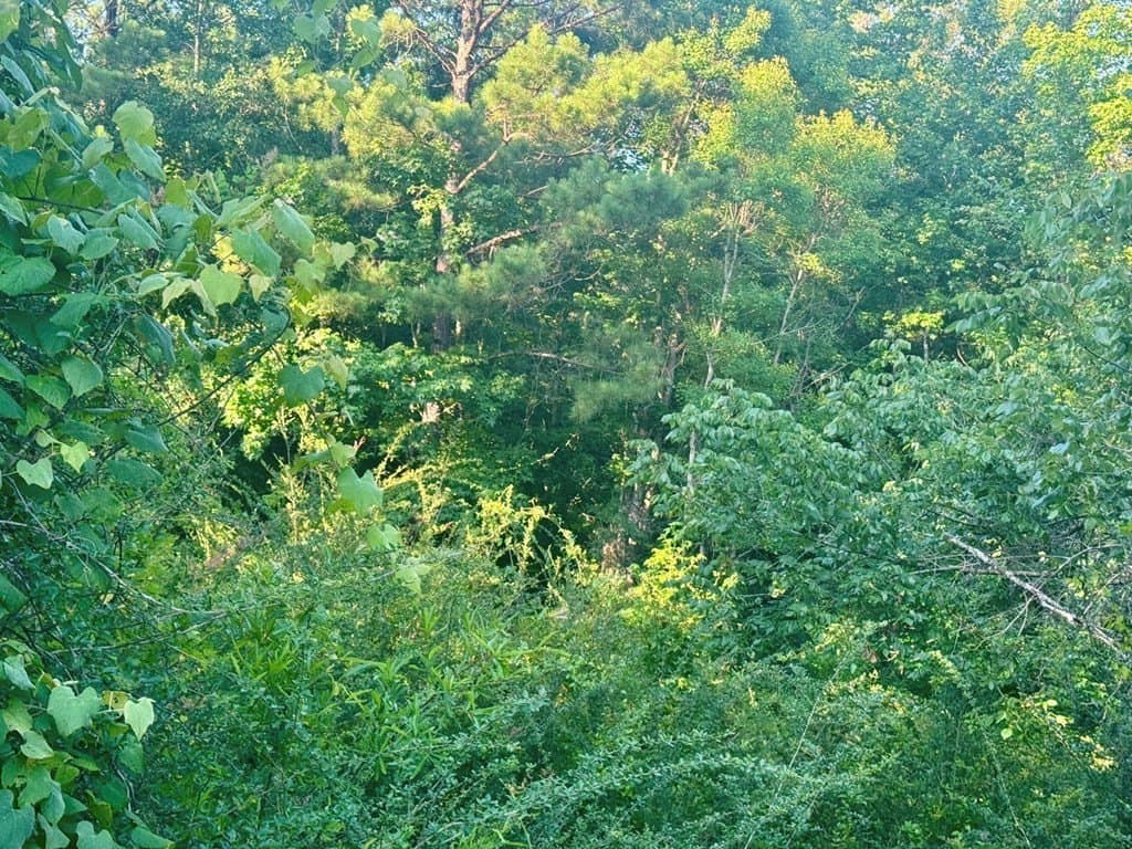 5.08 acres in Texas County - photo 13