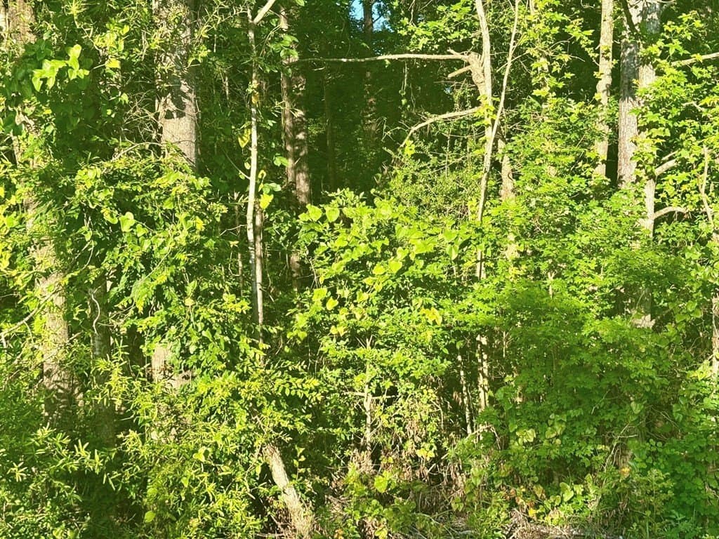 5.08 acres in Texas County - photo 16