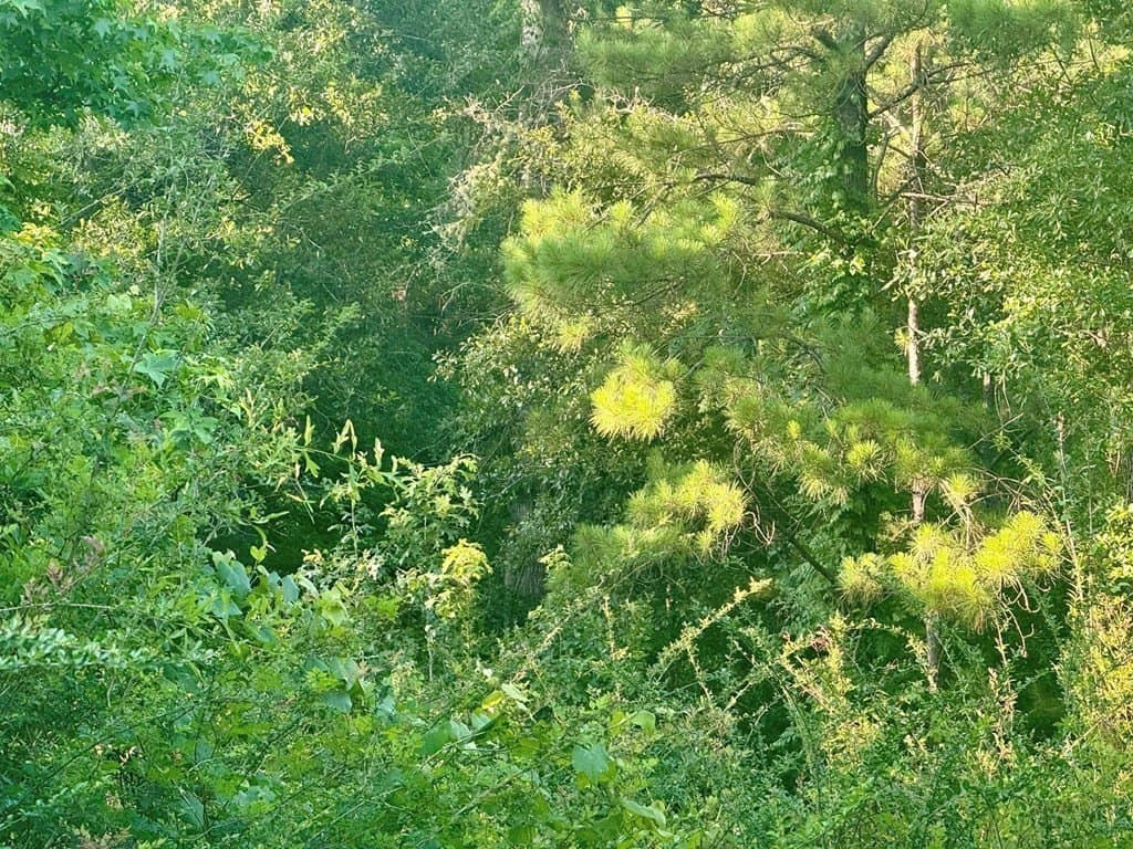 5.08 acres in Texas County - photo 10