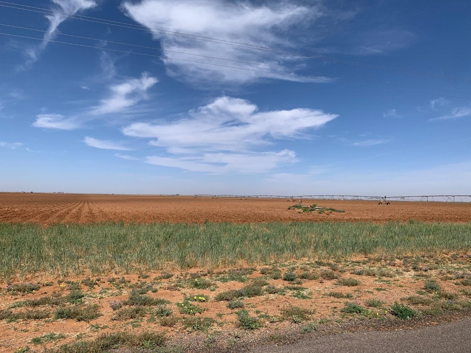 159.9 acres in Hockley County gallery image 3