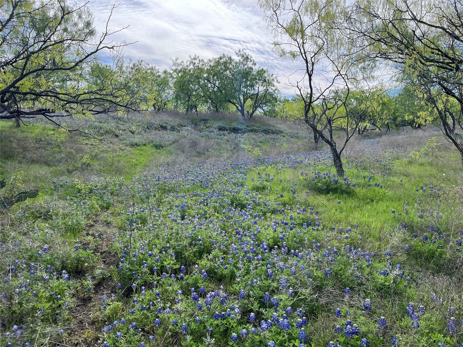 253.67 acres in Limestone County - photo 32