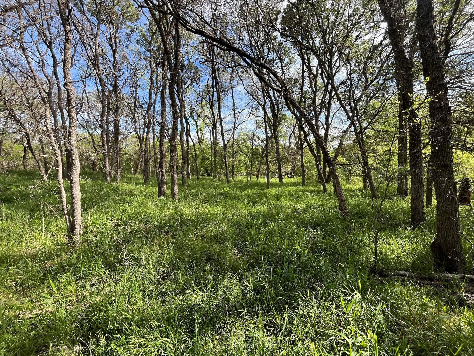 253.67 acres in Limestone County - photo 37