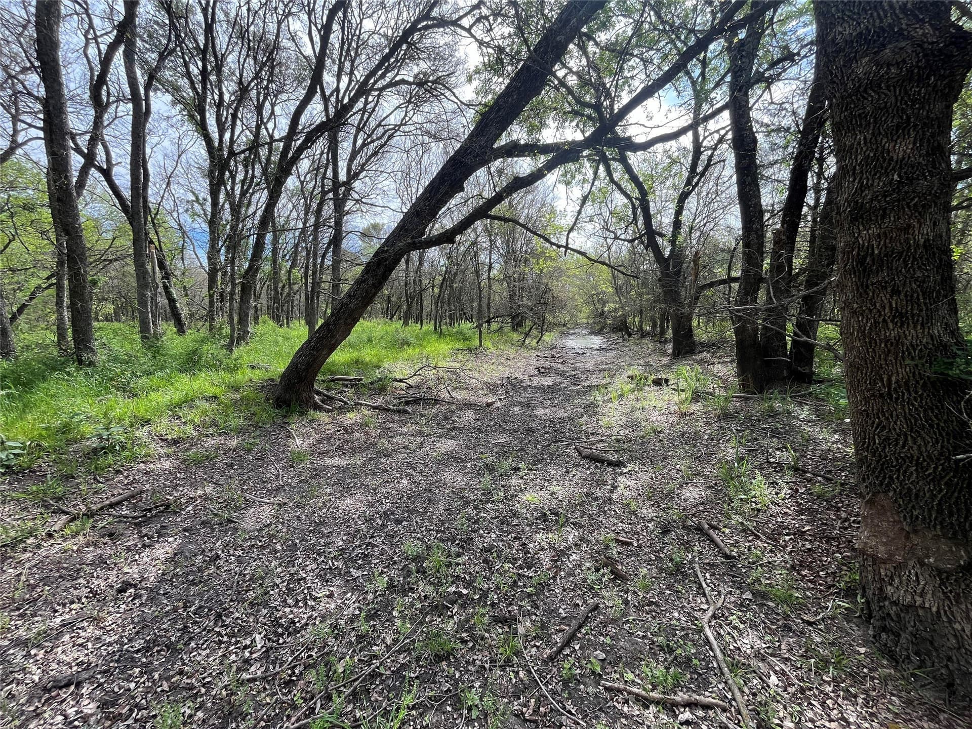 253.67 acres in Limestone County - photo 34