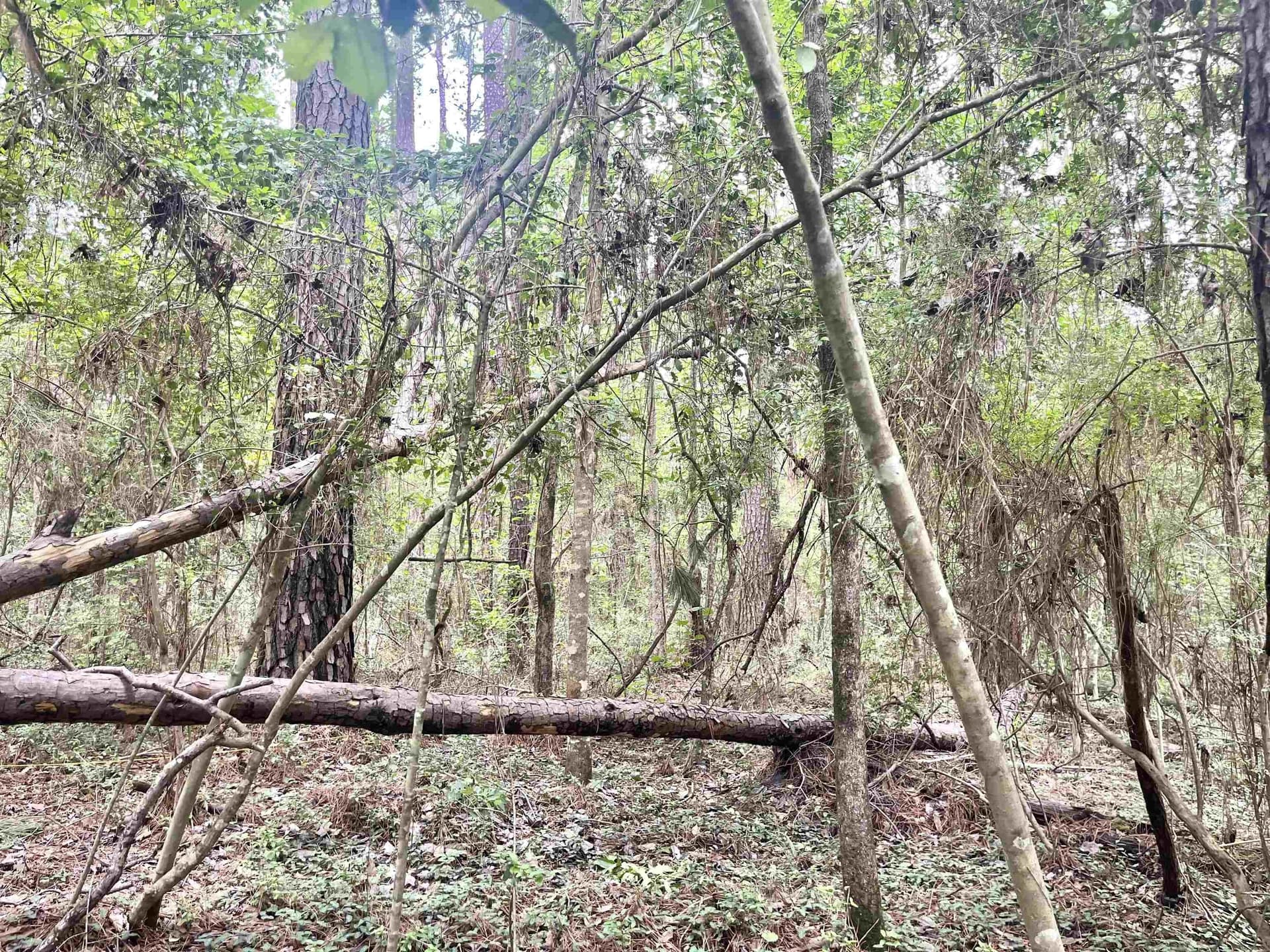 0.27 acres in Texas County gallery image 2