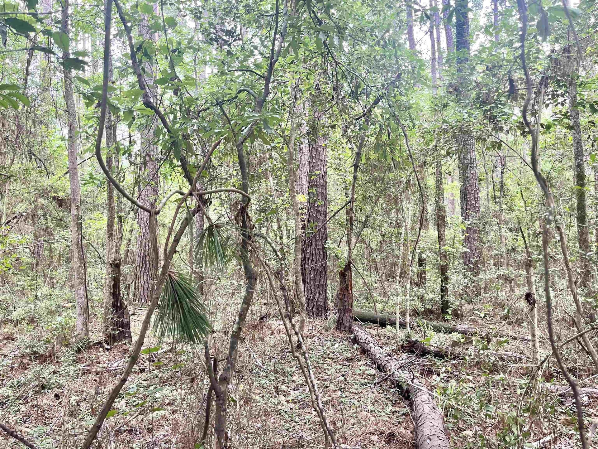 0.27 acres in Texas County gallery image 3