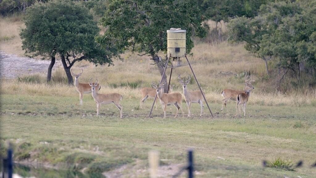 50 acres in Gillespie County - photo 36