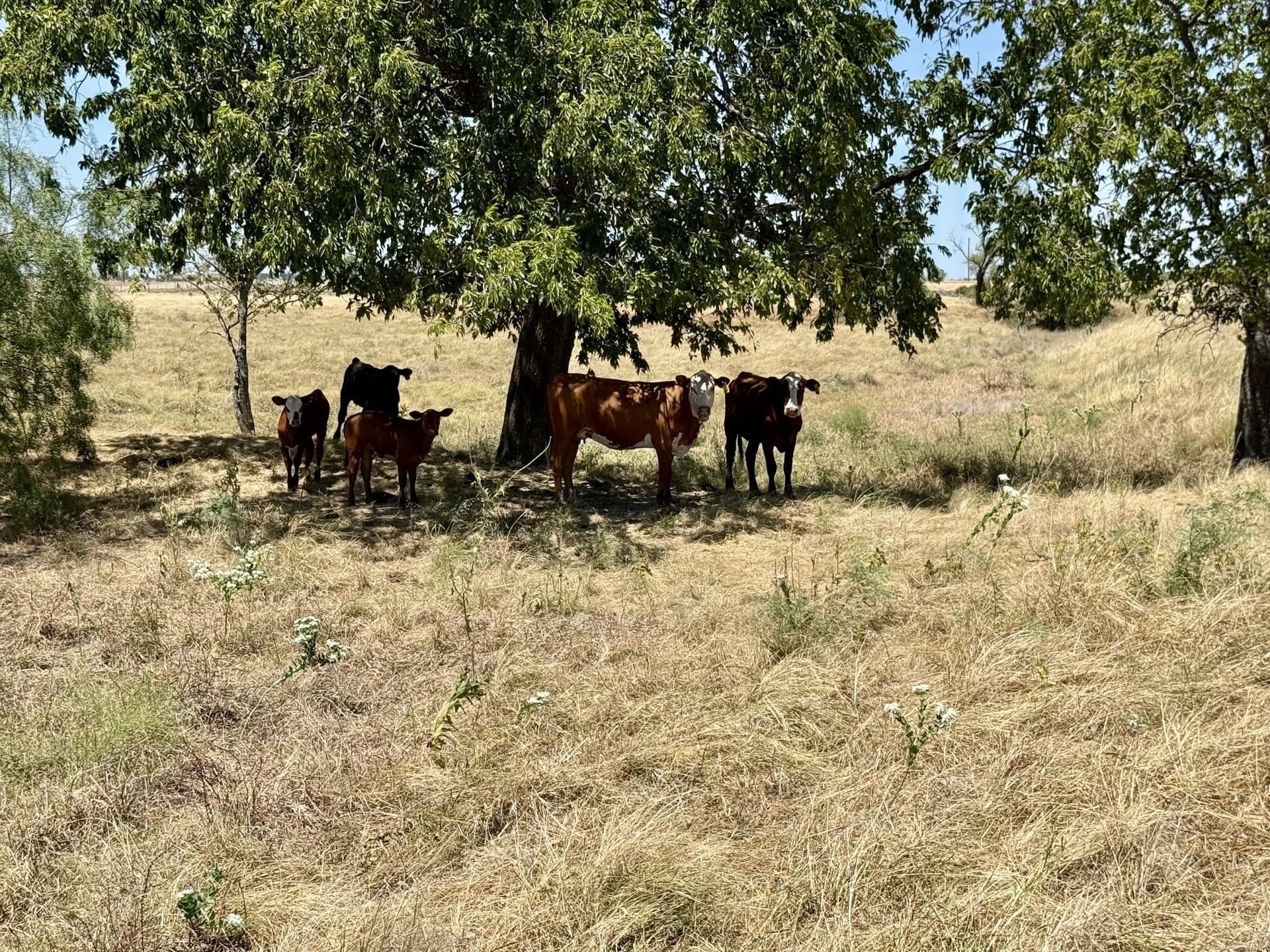 147 acres in Hamilton County - photo 7