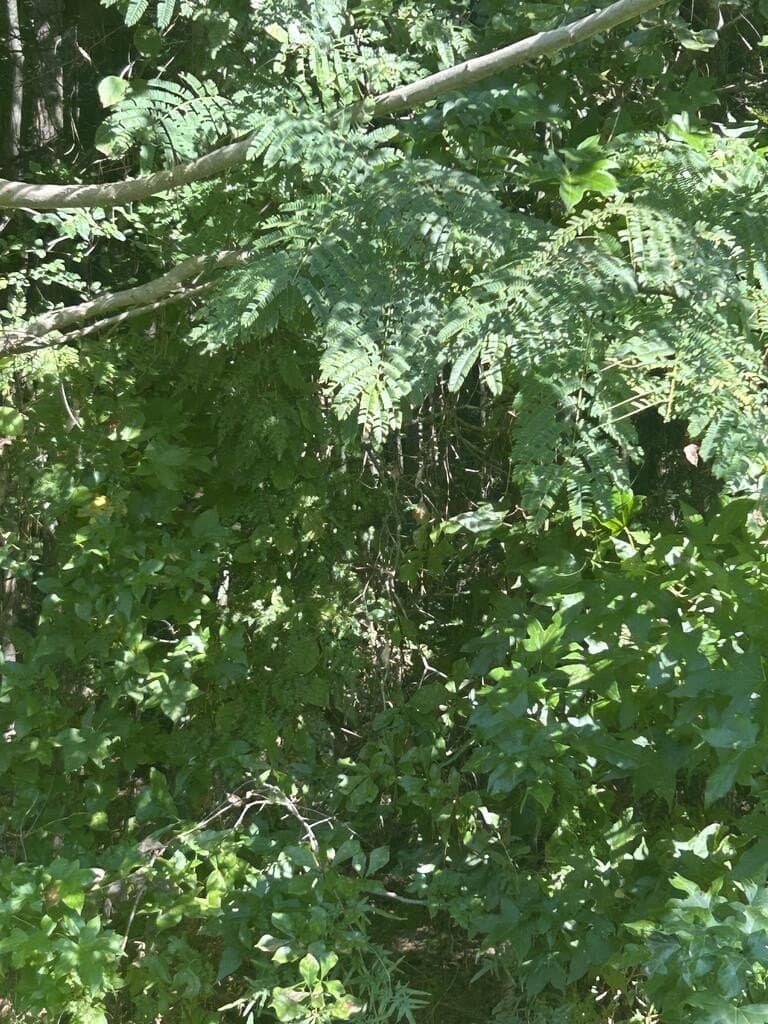 0.67 acres in Texas County - photo 2