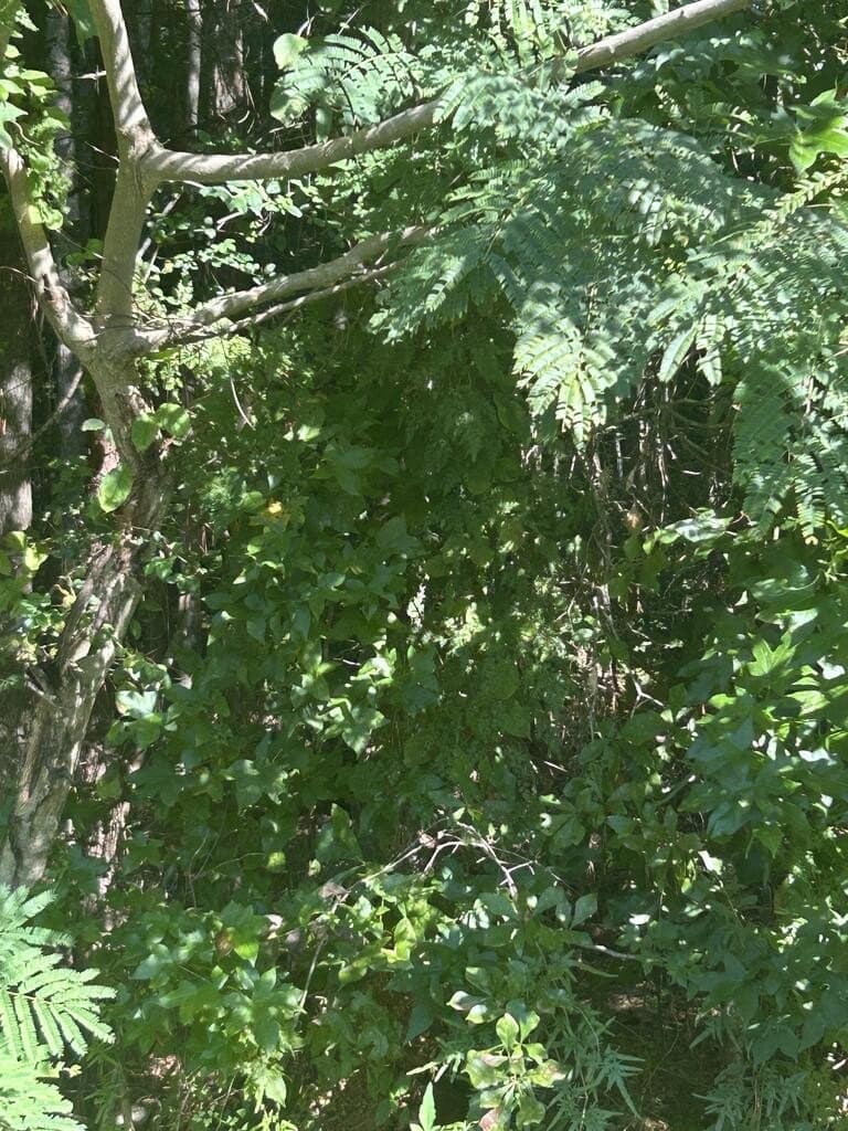 0.67 acres in Texas County