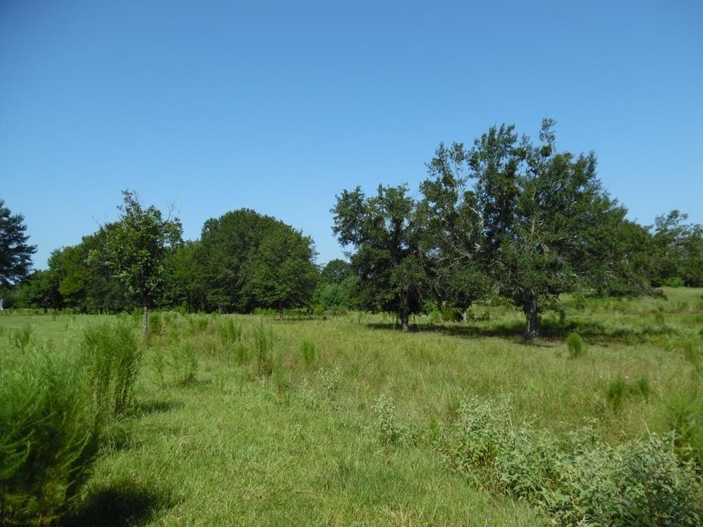 99.2 acres in Henderson County - photo 31