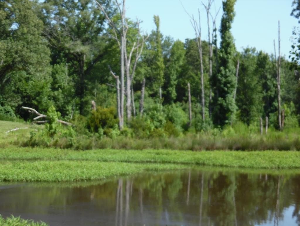 99.2 acres in Henderson County - photo 34