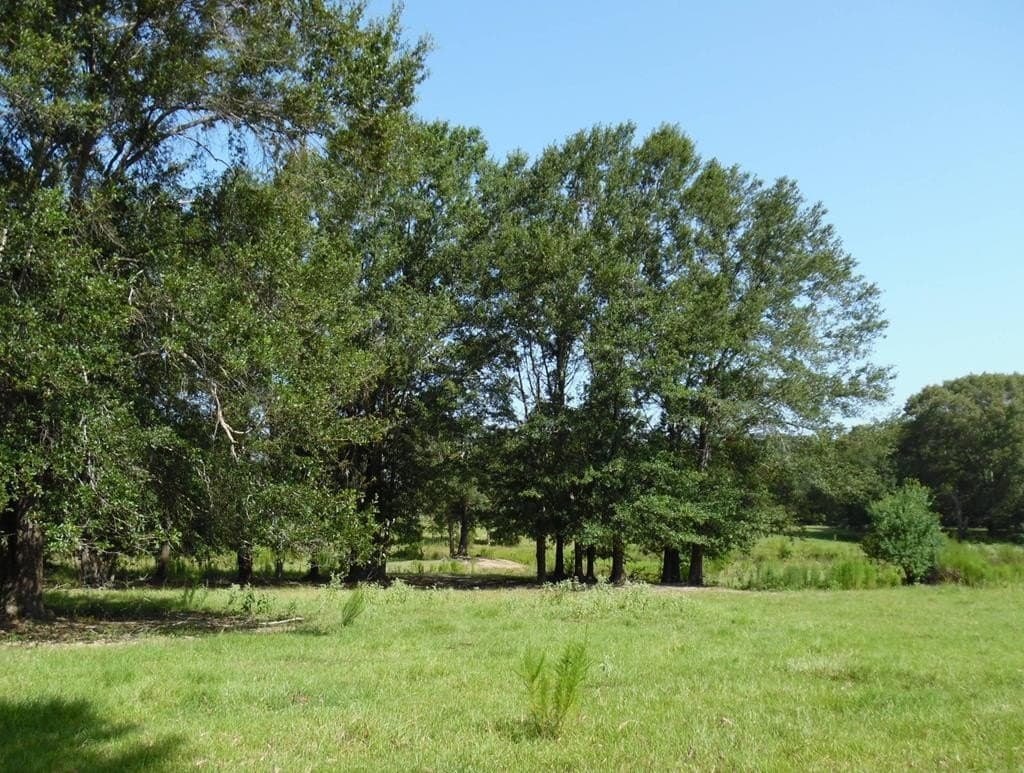 99.2 acres in Henderson County - photo 38
