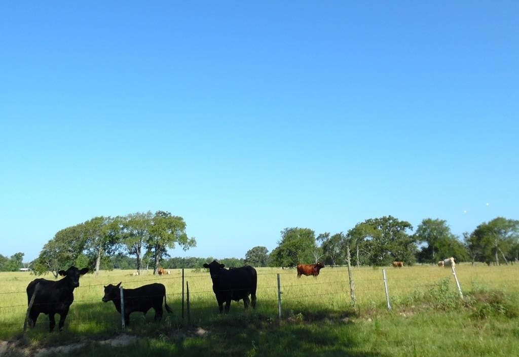 99.2 acres in Henderson County - photo 39