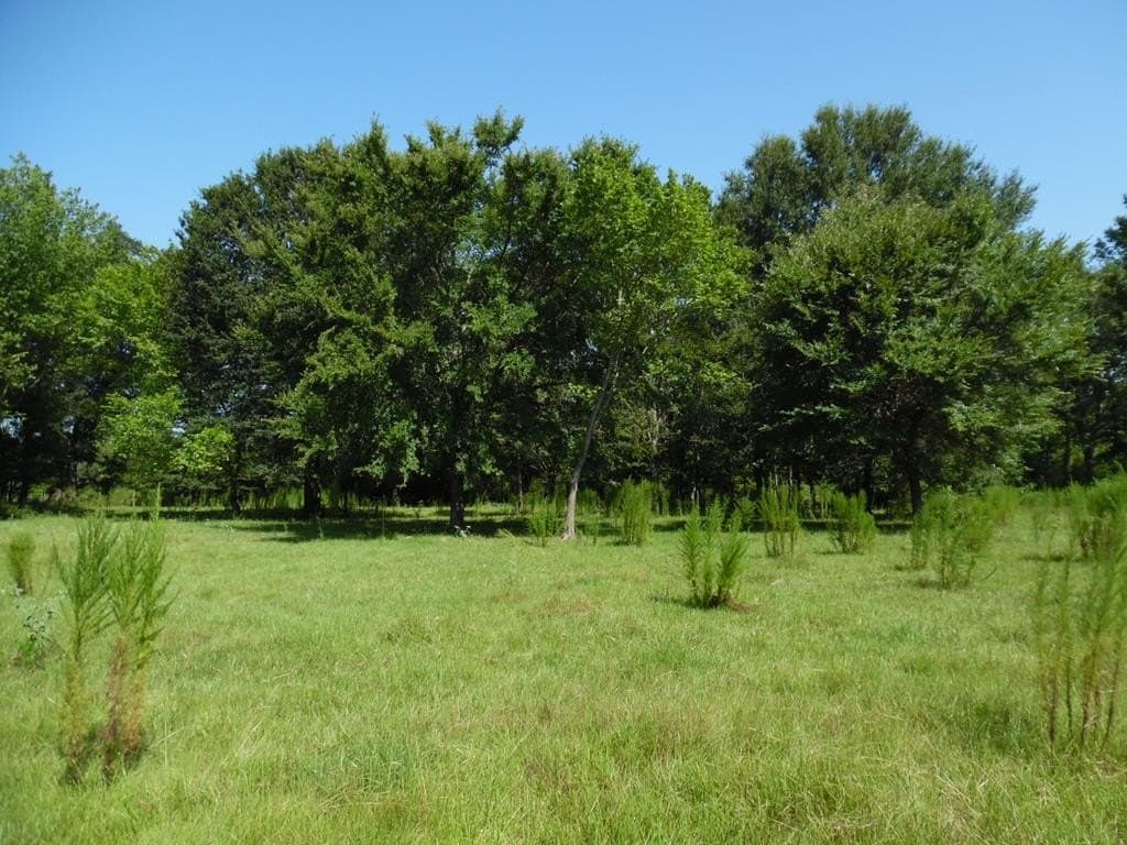 99.2 acres in Henderson County - photo 37