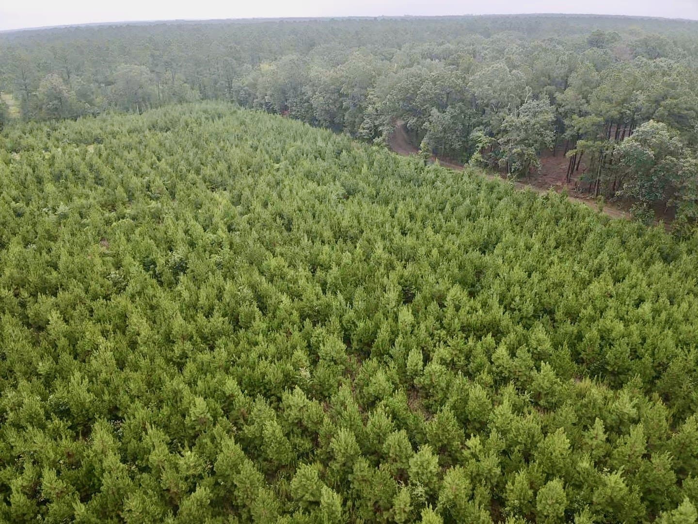 32.86 acres in Red River (TX) County gallery image 2