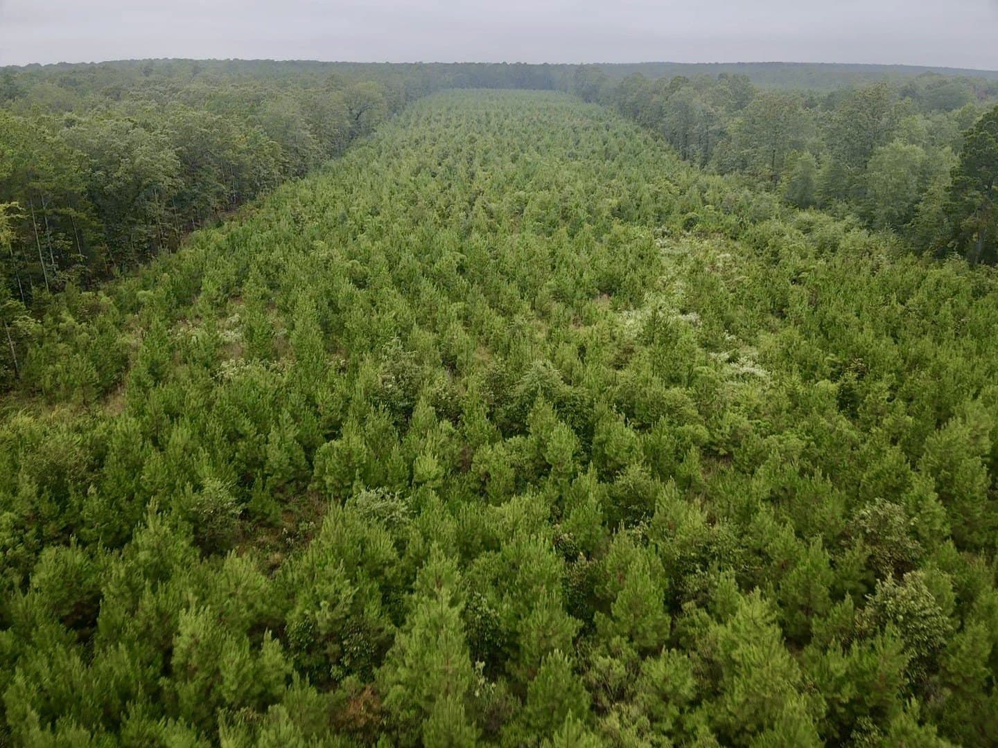 32.86 acres in Red River (TX) County - photo 22