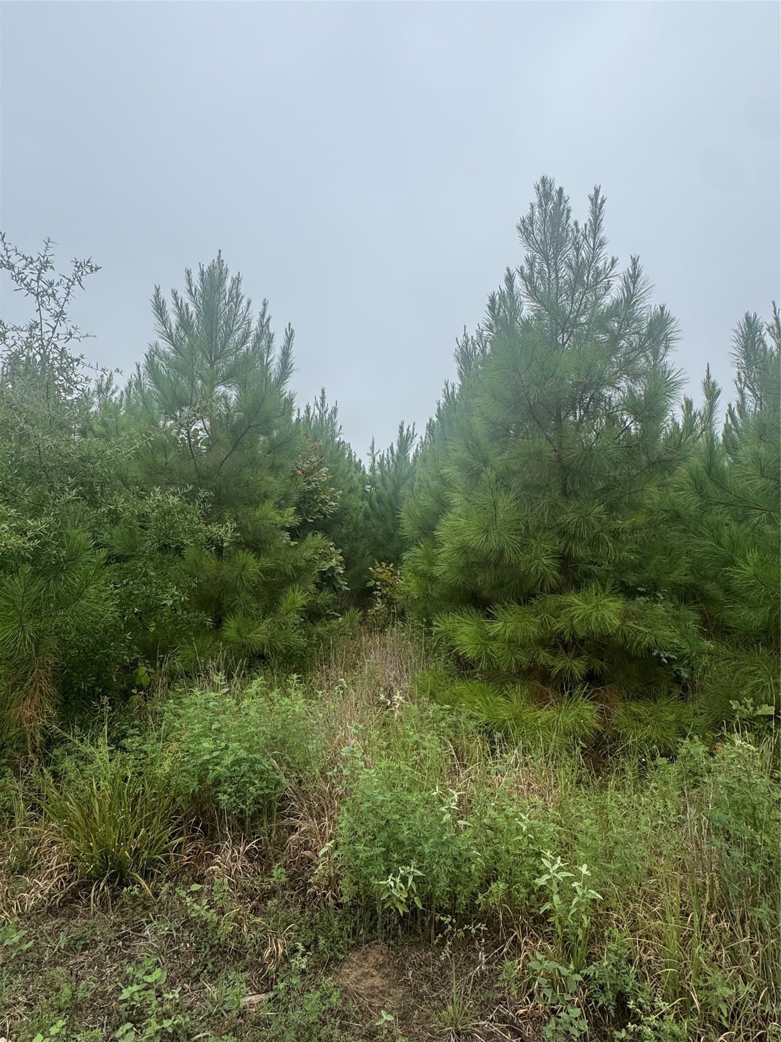32.86 acres in Red River (TX) County - photo 11