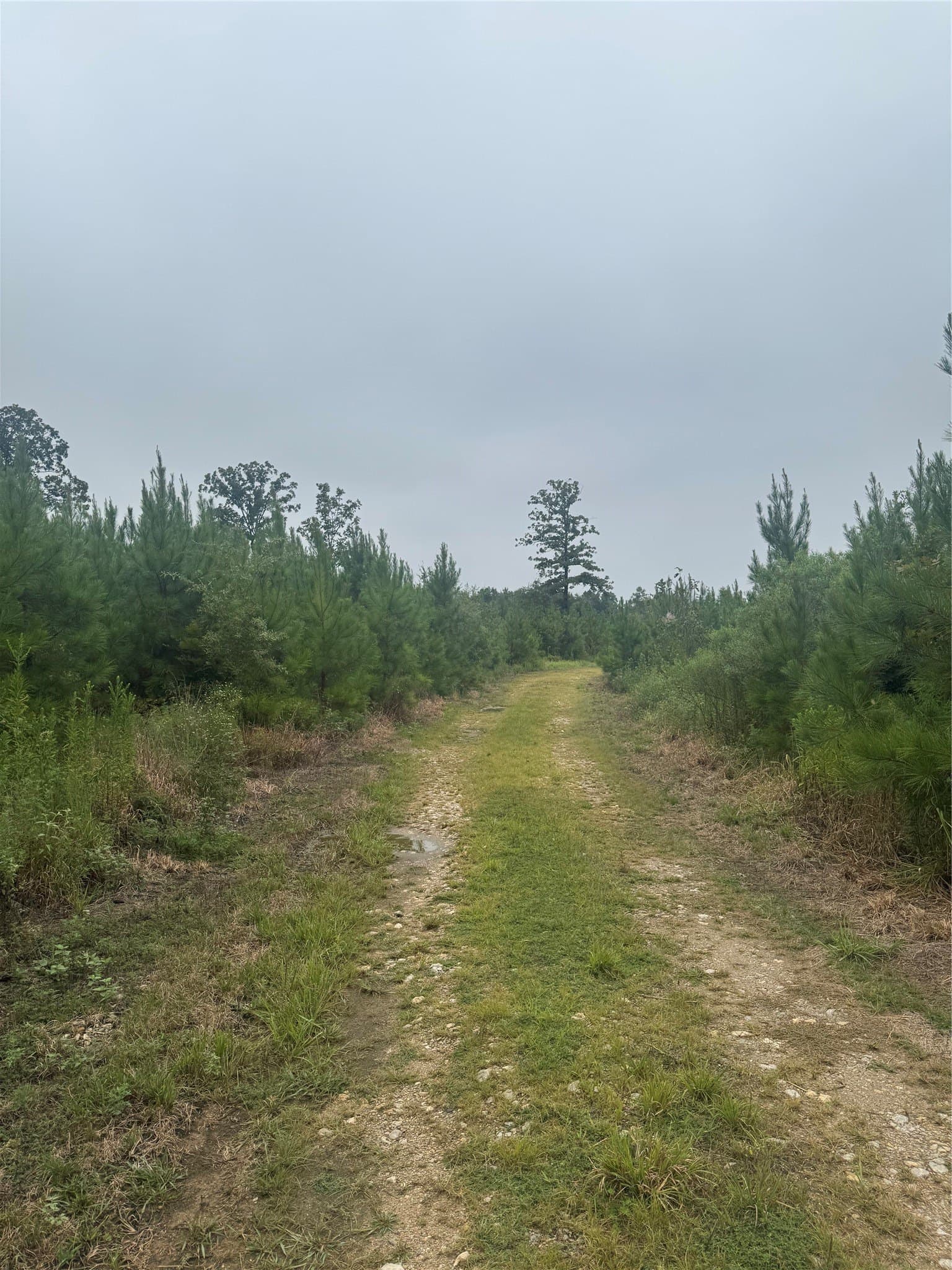 32.86 acres in Red River (TX) County - photo 7