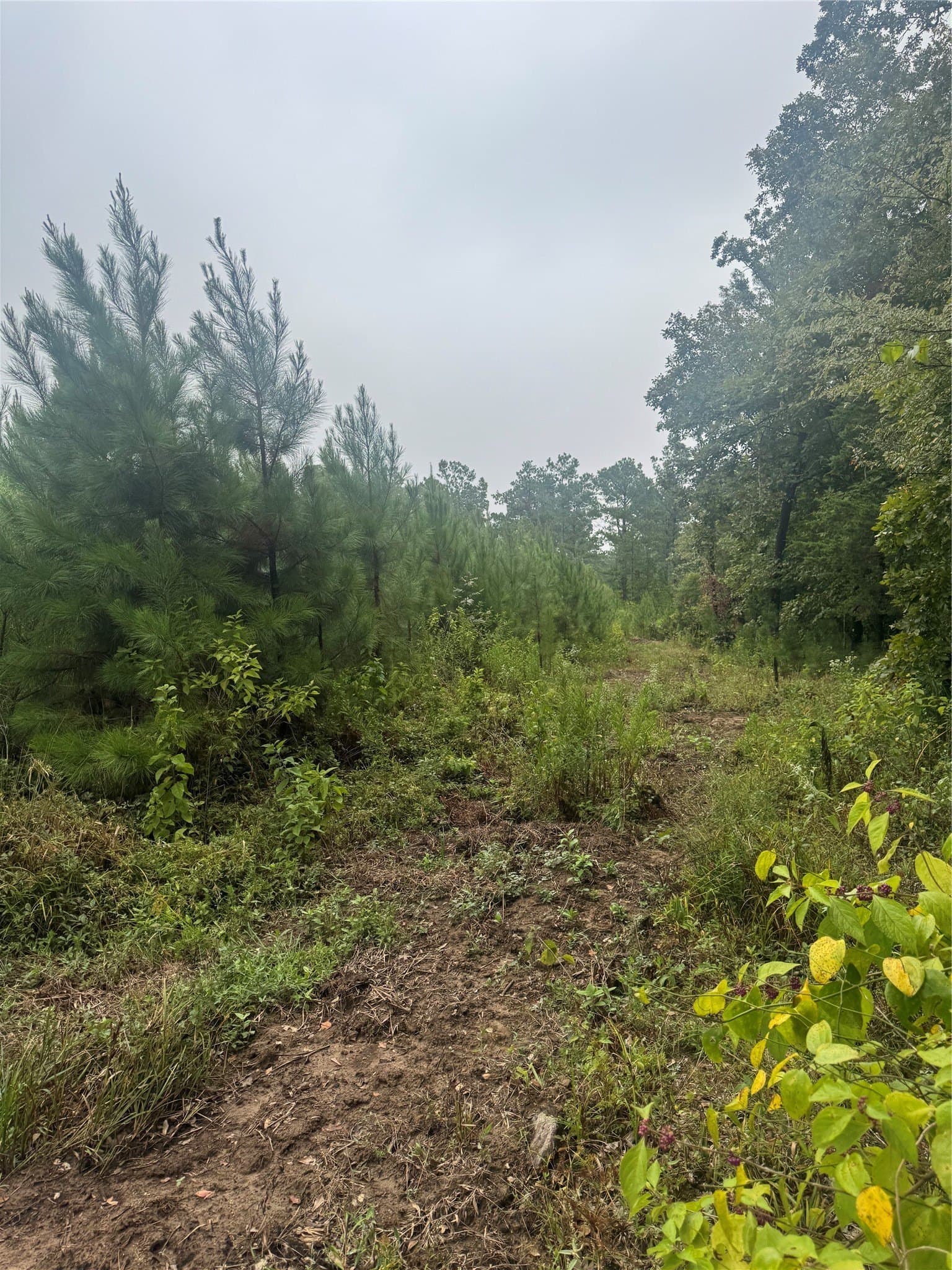 32.86 acres in Red River (TX) County - photo 17