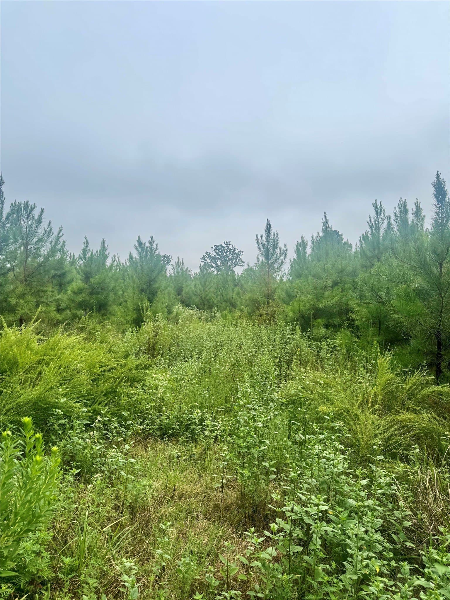 32.86 acres in Red River (TX) County - photo 8