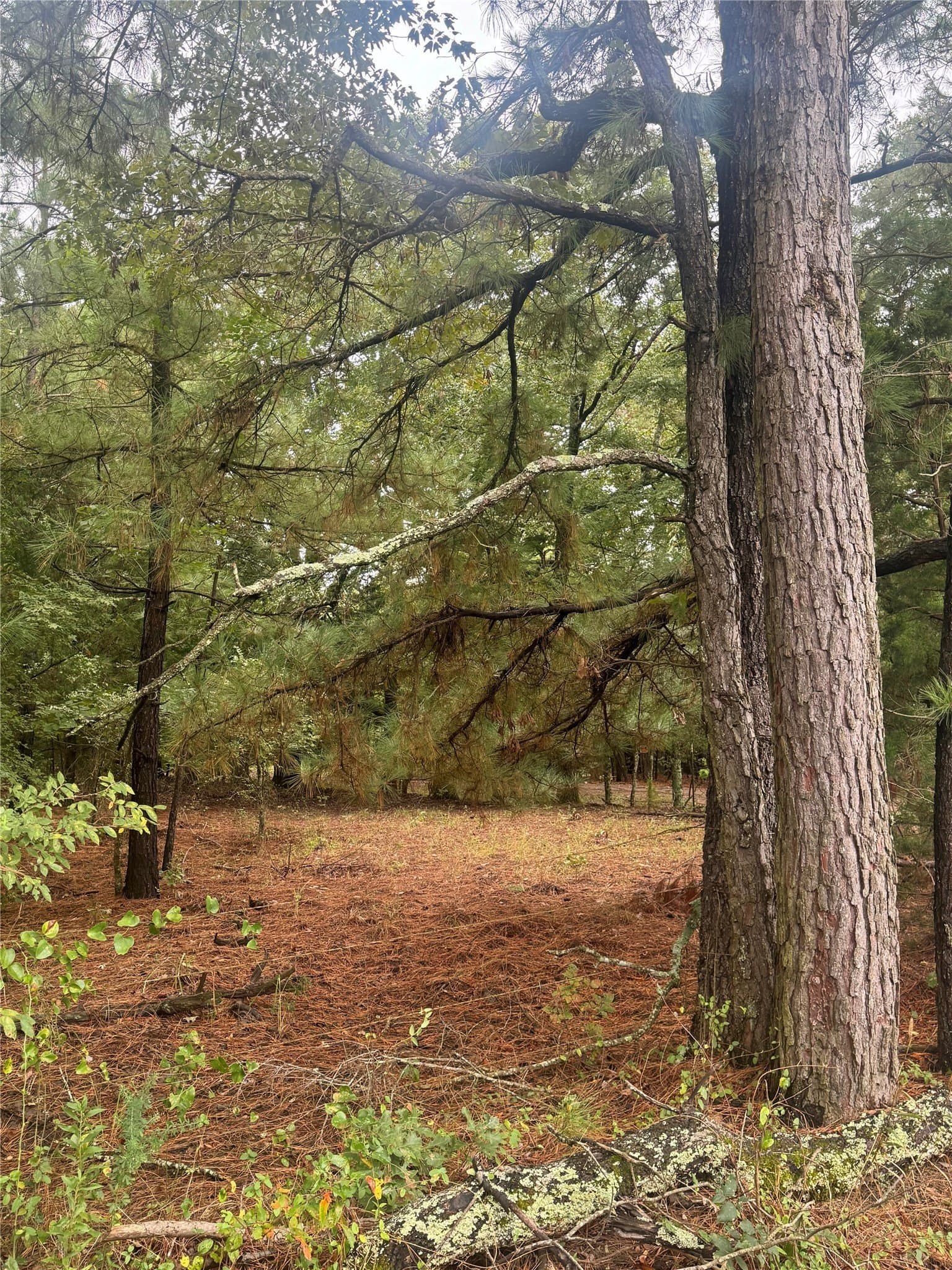 32.86 acres in Red River (TX) County gallery image 4