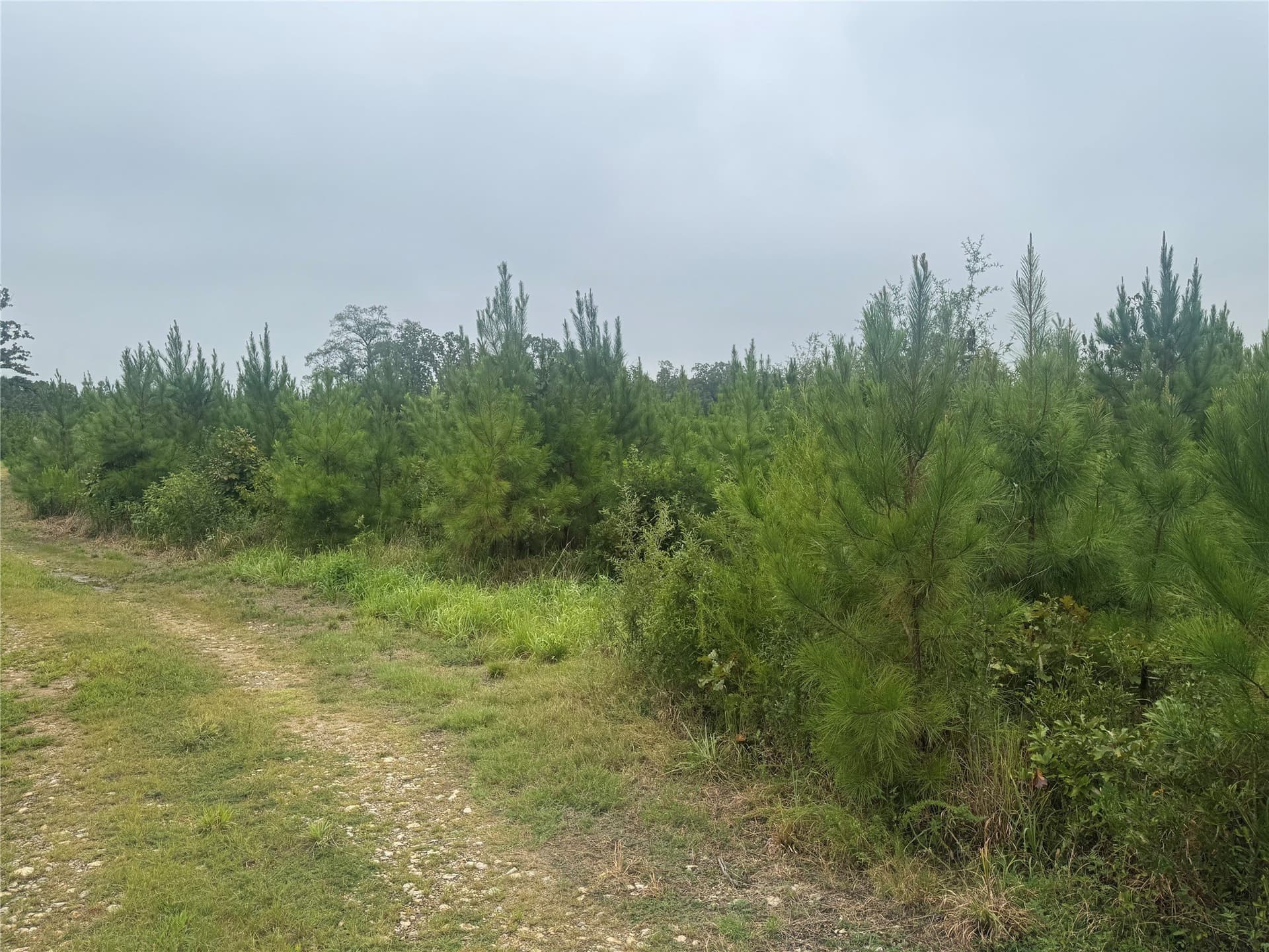 32.86 acres in Red River (TX) County - photo 10