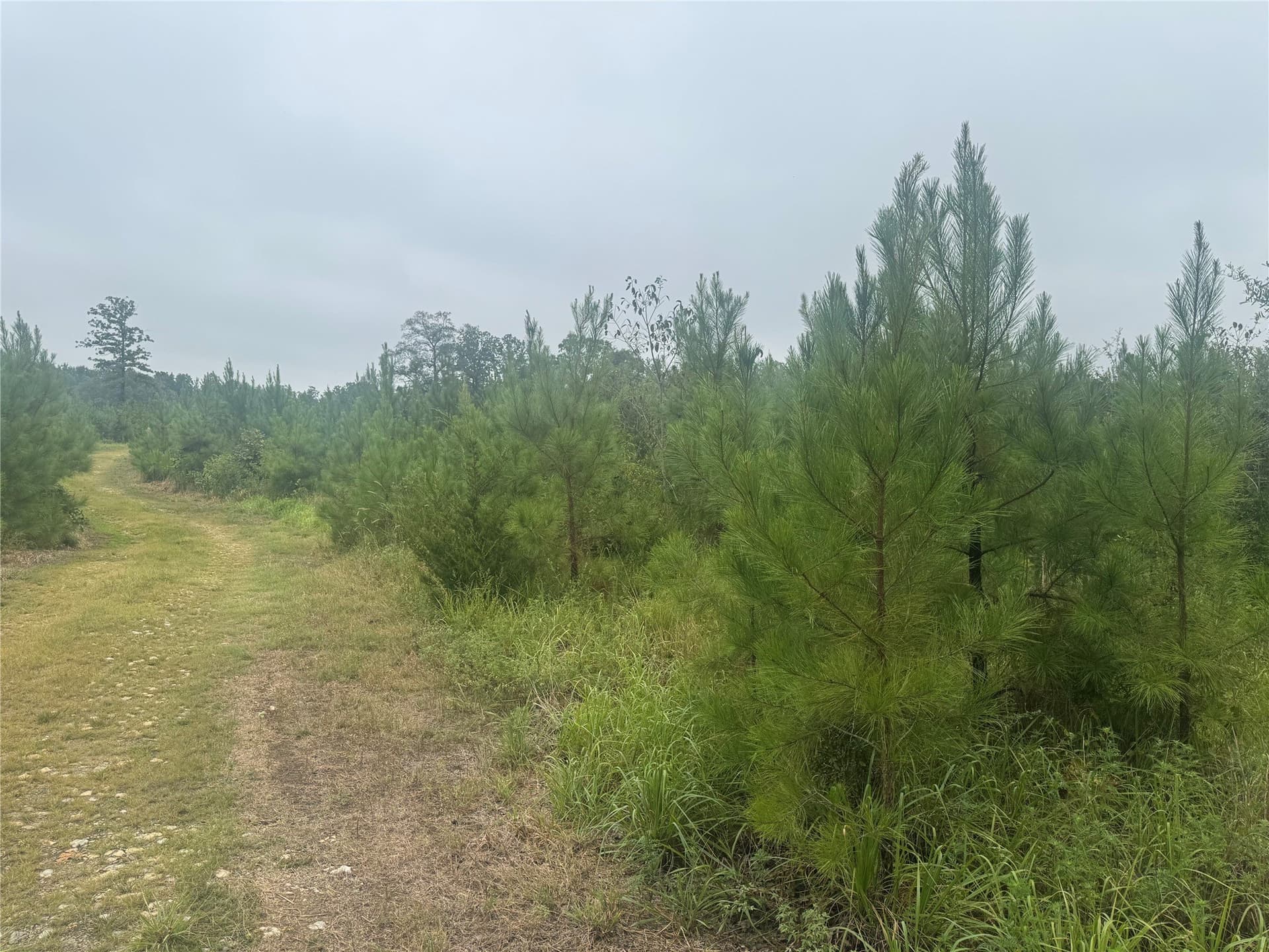 32.86 acres in Red River (TX) County - photo 16