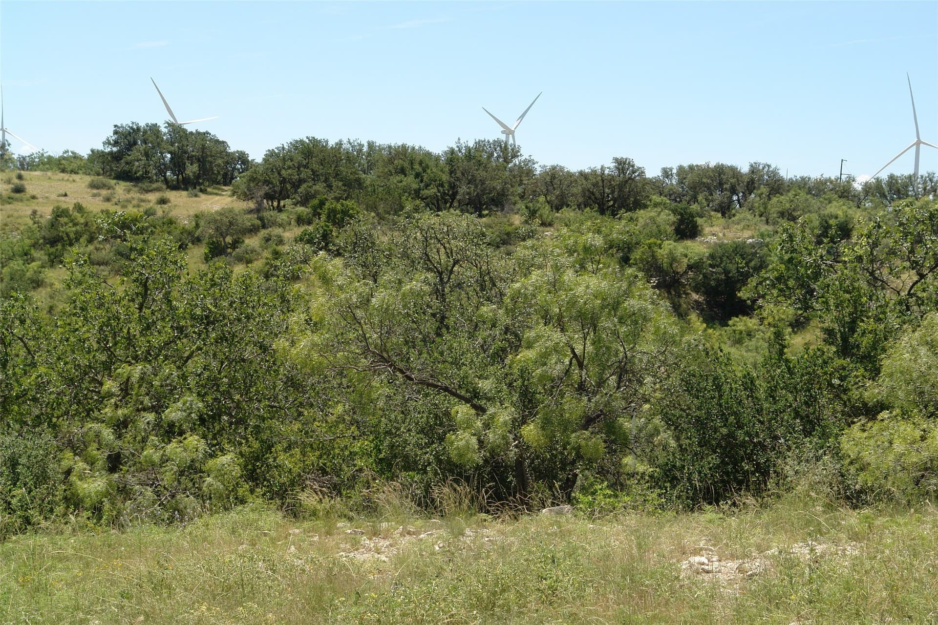 100 acres in McCulloch County gallery image 3