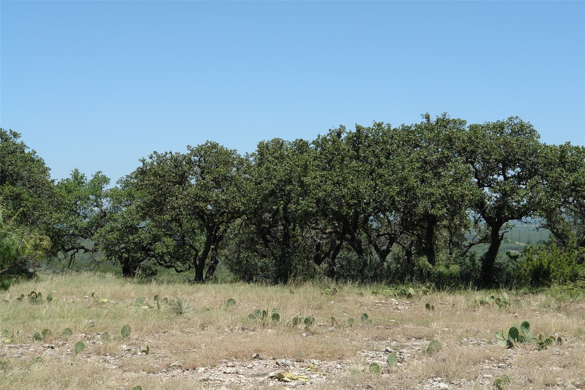 100 acres in McCulloch County - photo 13