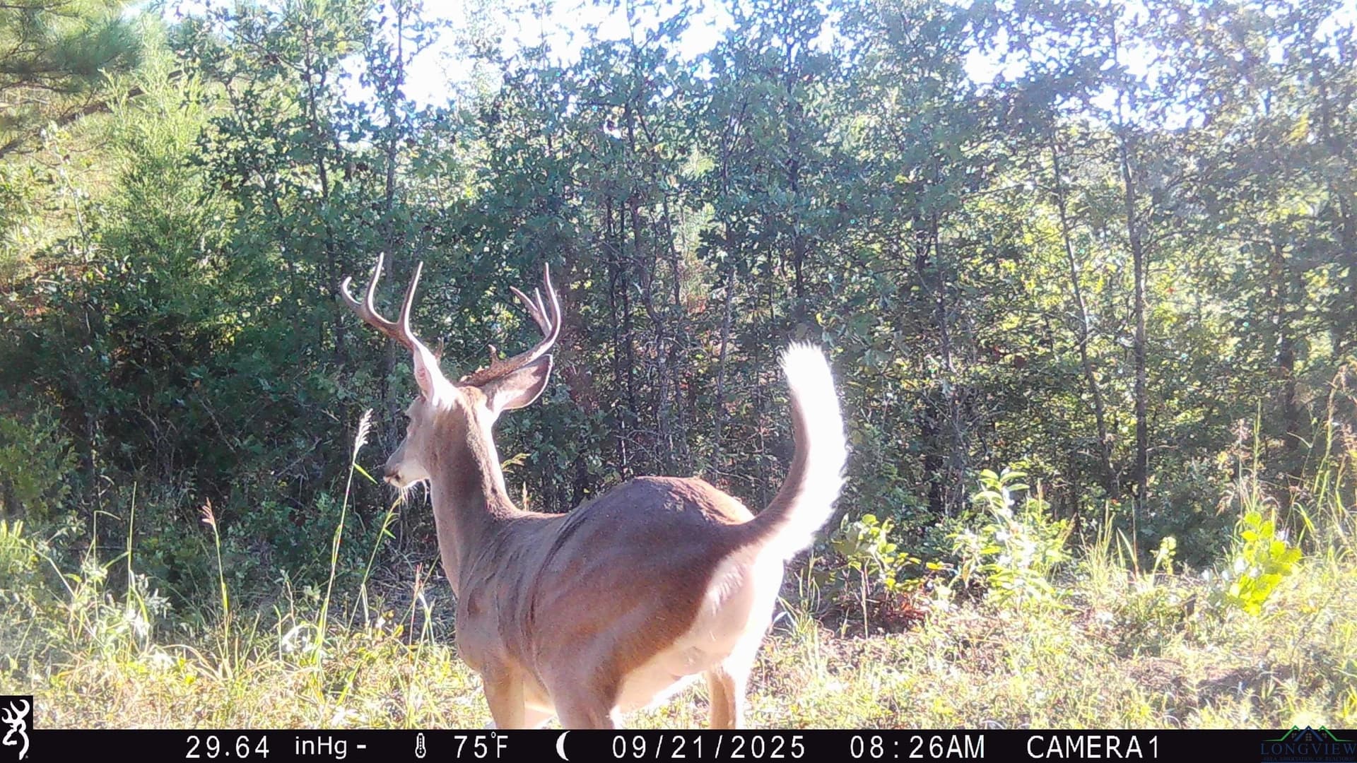 105.48 acres in Harrison County gallery image 3