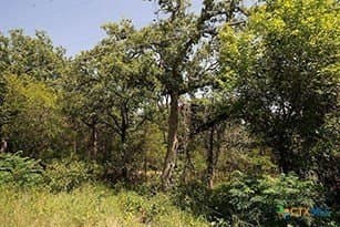 1.34 acres in Bastrop County - photo 12